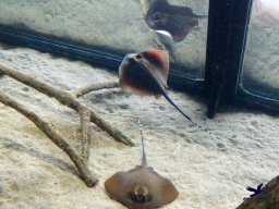 Haus des Meeres 4.02.2026